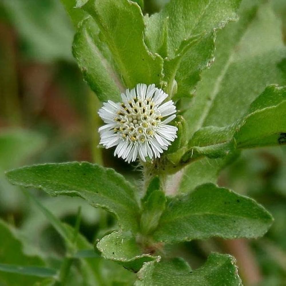 image-gallery