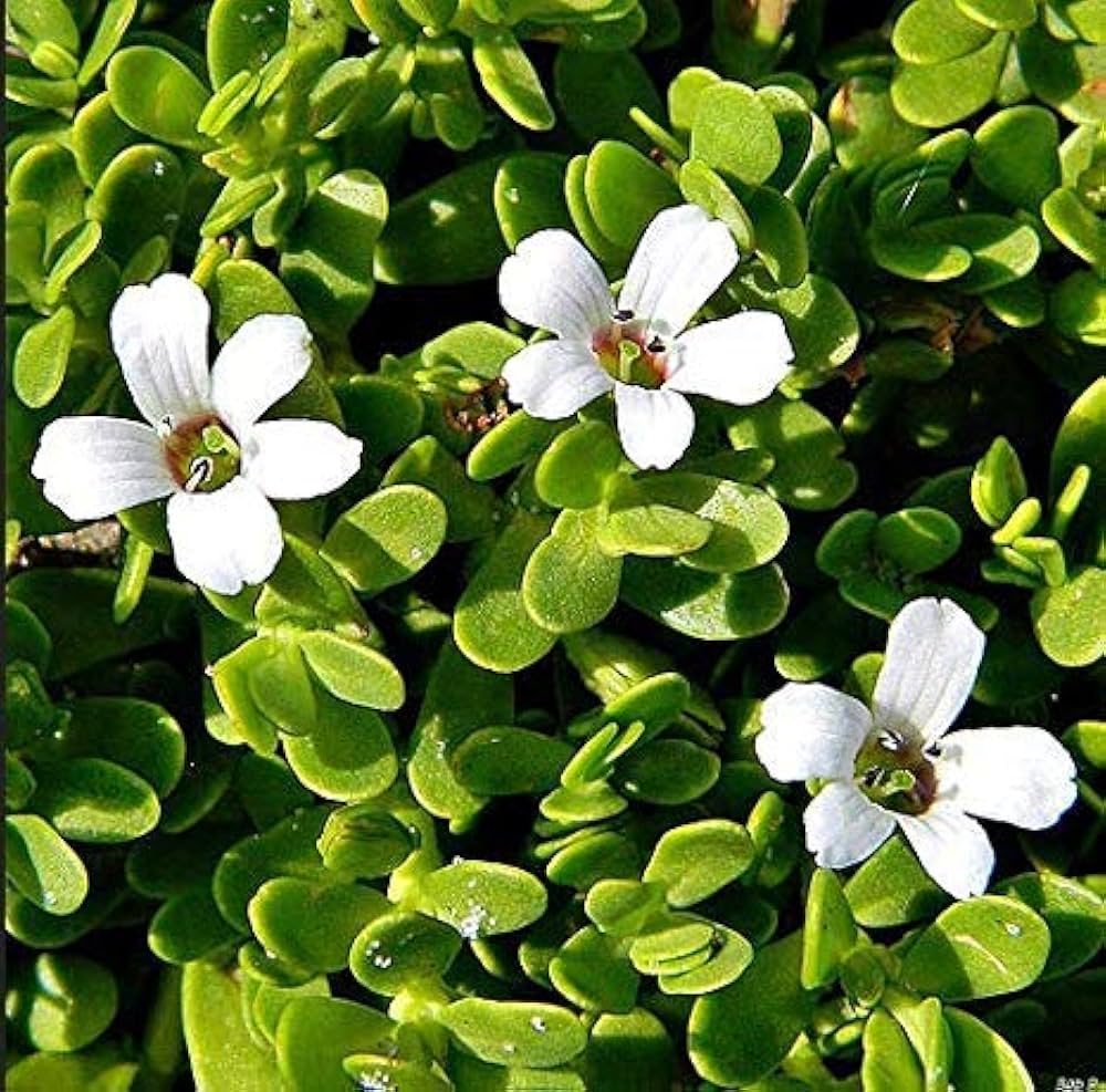 image-gallery